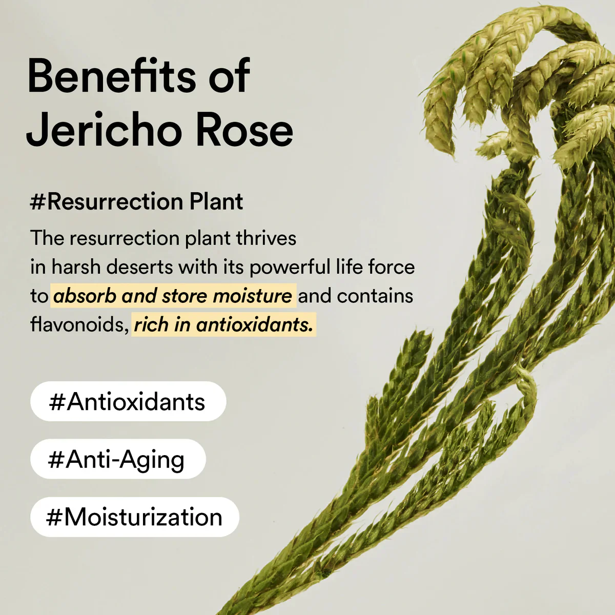 Abib Collagen Eye Patch Jericho Rose Jelly 30 pairs (60 patches) 아비브 콜라겐 아이패치 부활초 젤리 90g 30쌍 (60패치) - Image 9