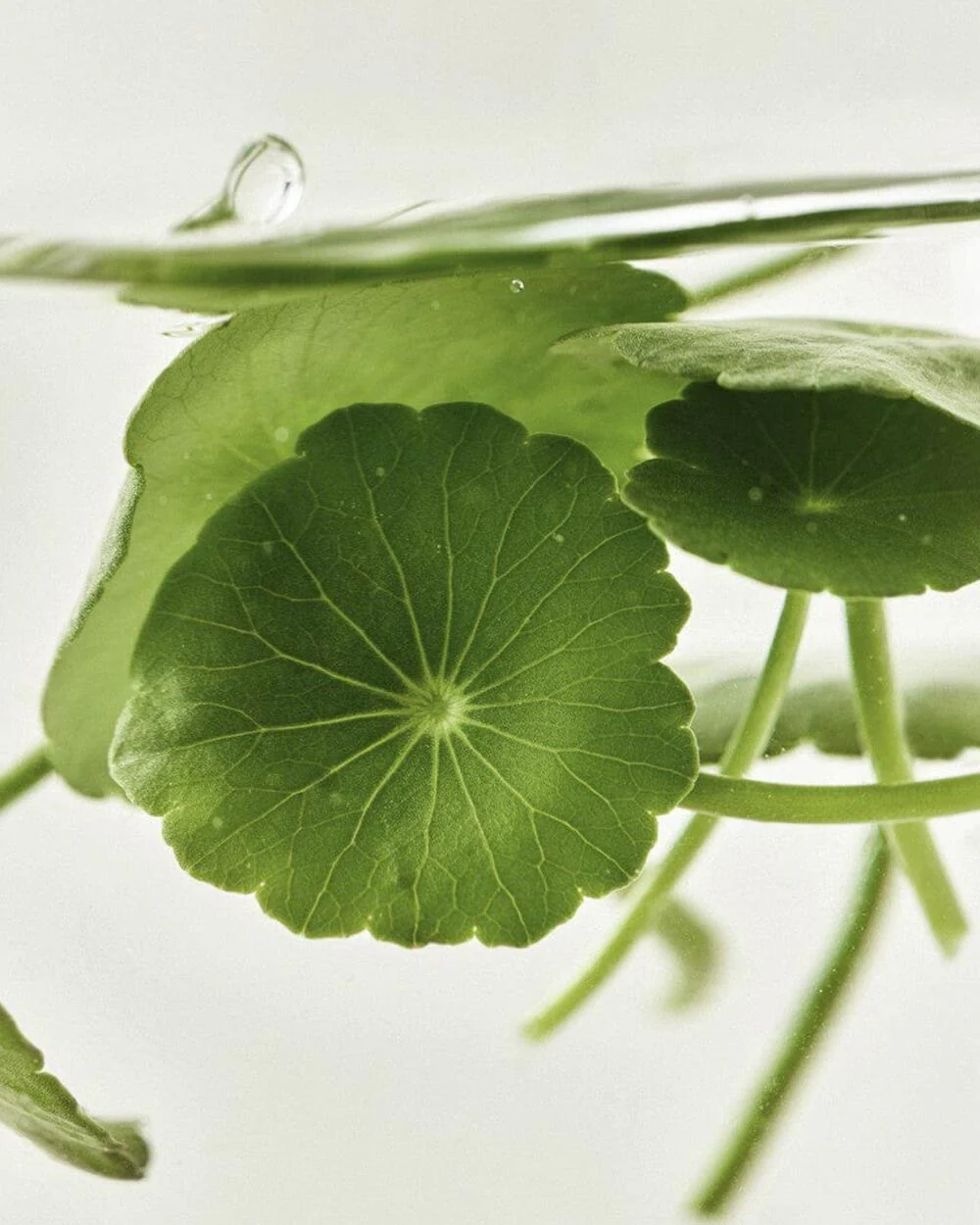 Beauty Of Joseon Light On Serum : Centella + Vita C 30ml/1 fl.oz. 조선미녀 병풀비타세럼 30ml/1 fl.oz. - Image 4