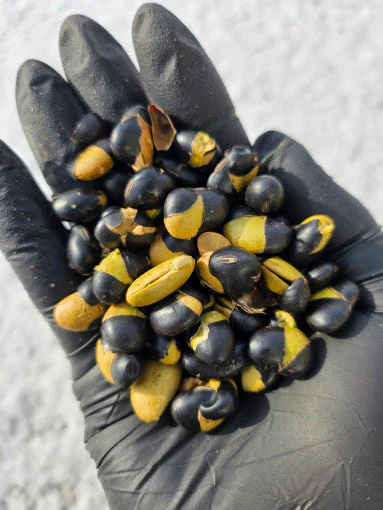 Morning Farm Roasted Black Soybean Snack 500g 모닝팜 국산 볶은서리태 500g 볶음 속청 검정콩 검은콩 뻥튀기 - Image 4