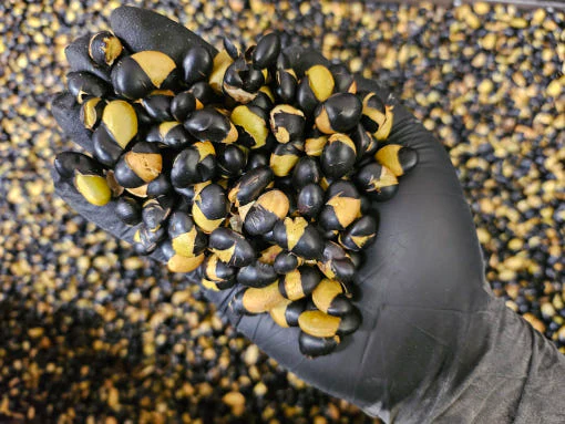 Morning Farm Roasted Black Soybean Snack 500g 모닝팜 국산 볶은서리태 500g 볶음 속청 검정콩 검은콩 뻥튀기 - Image 5